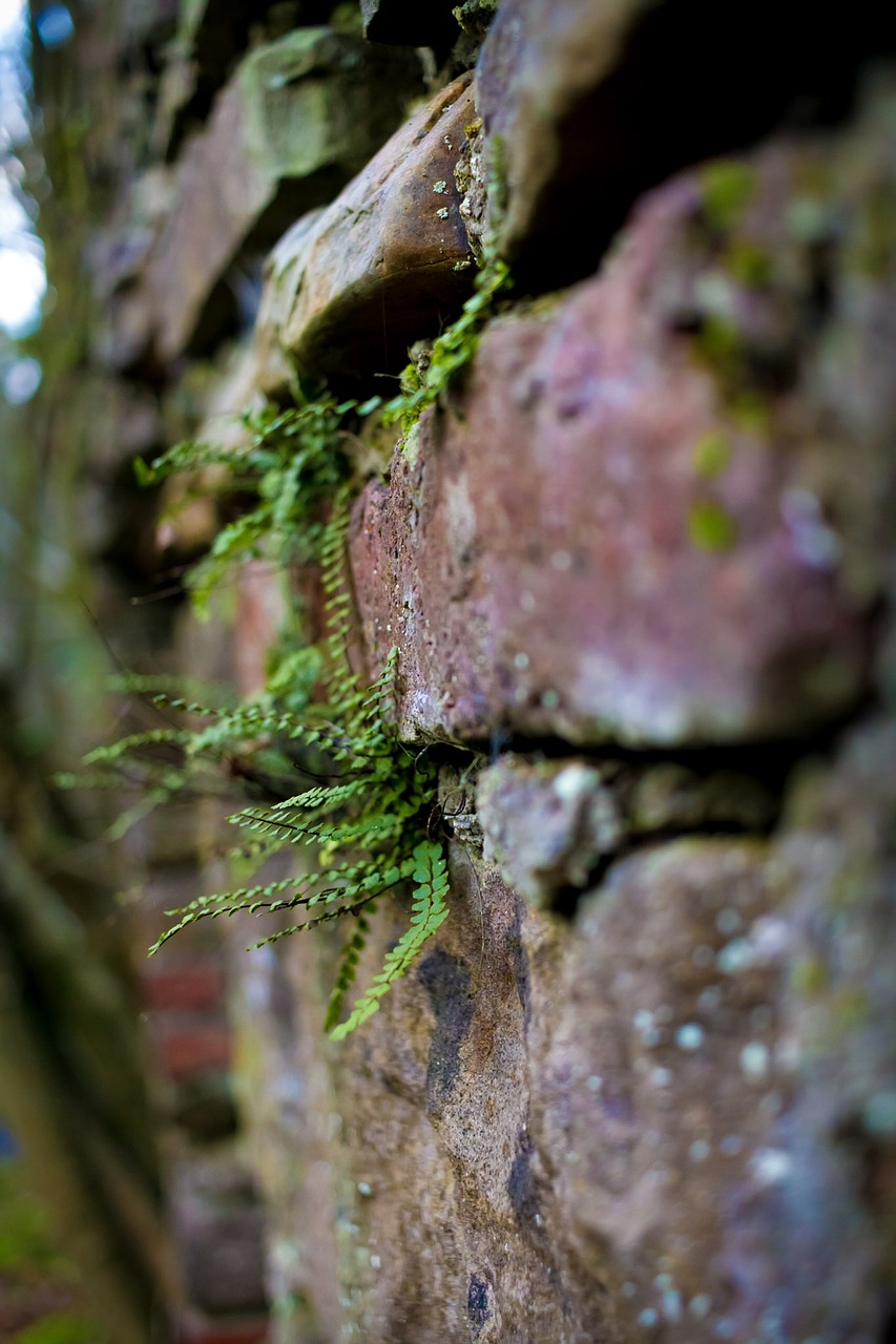 moss nature wood free photo