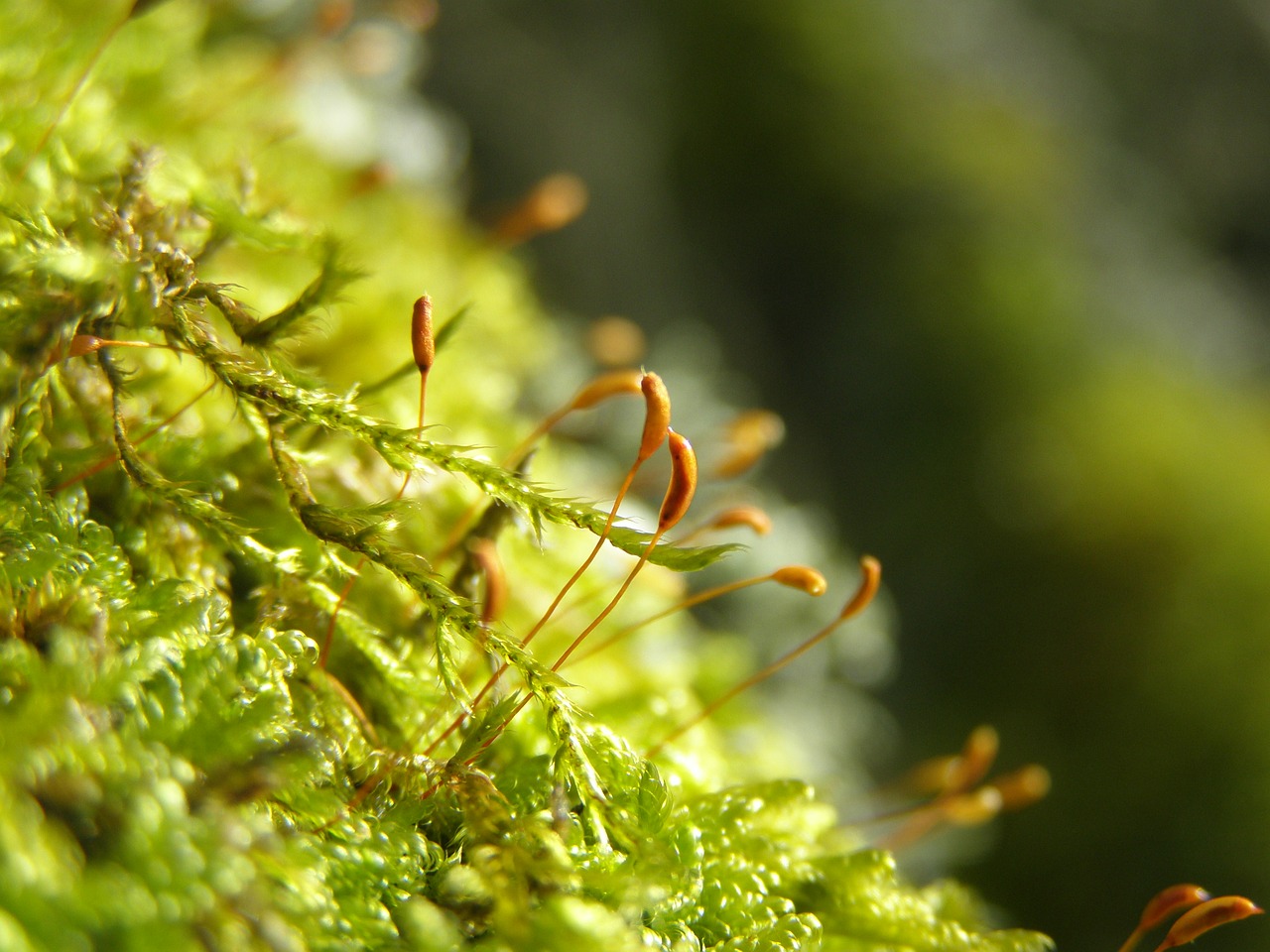 moss nature plant free photo