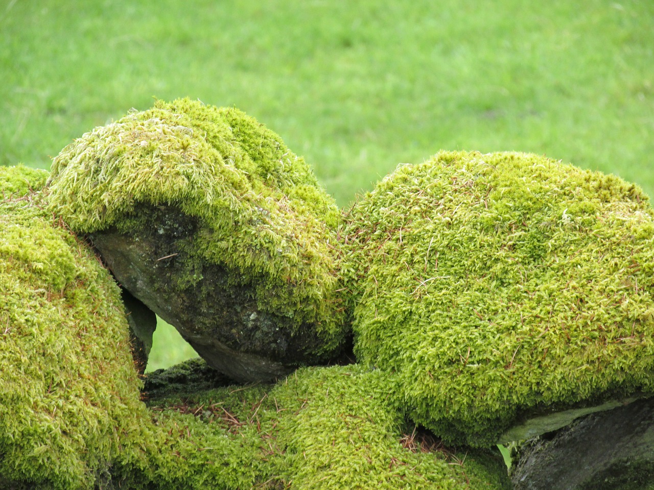 moss rocks stone free photo