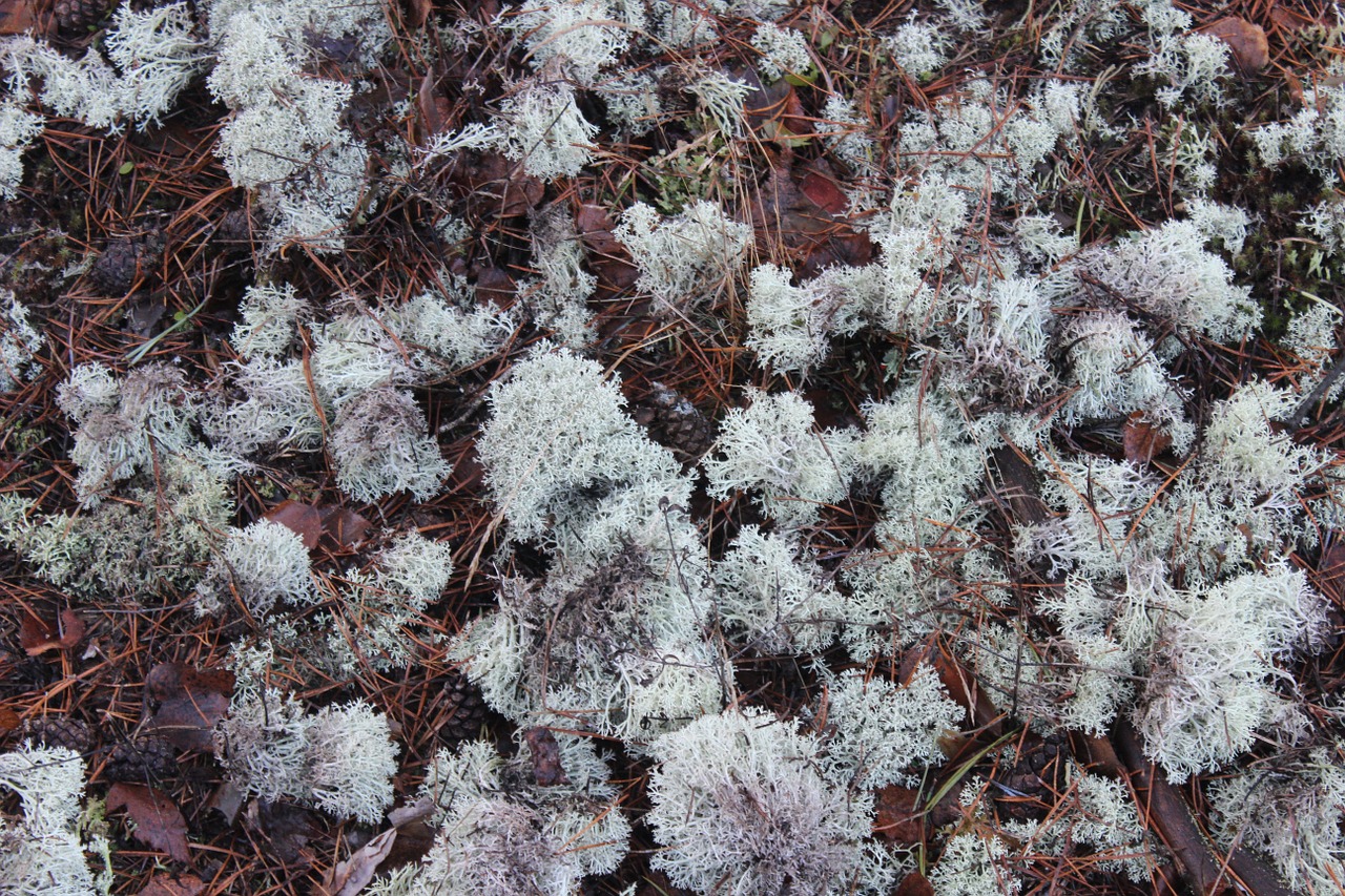 moss forest litter forest free photo