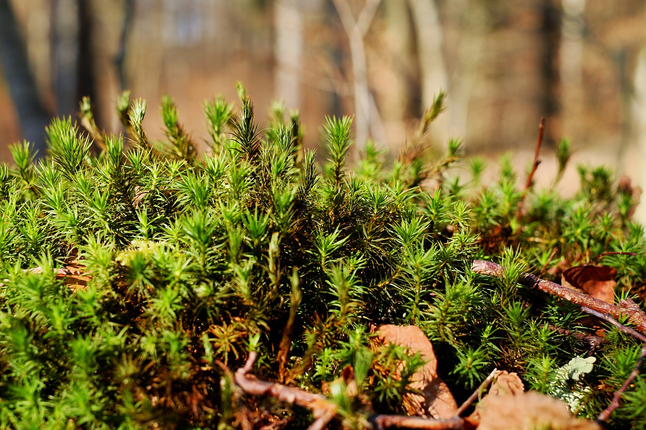 moss beautiful widerton moss forest free photo