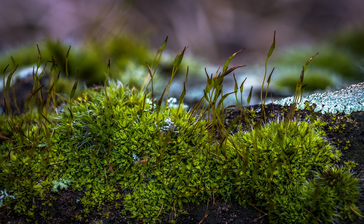 moss nature spring free photo