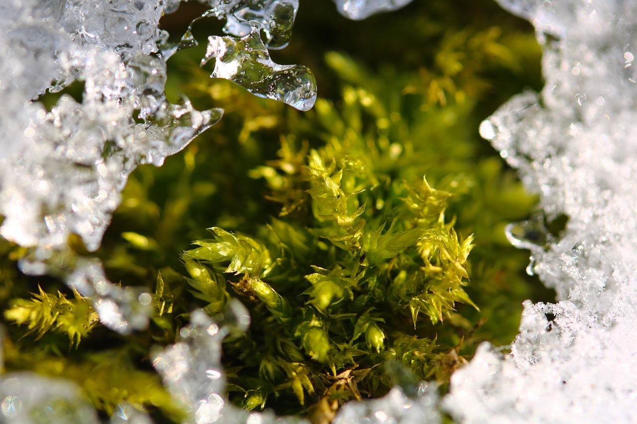 moss ice winter free photo