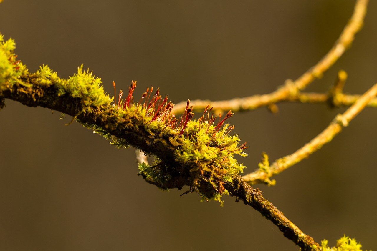 moss branch forest free photo