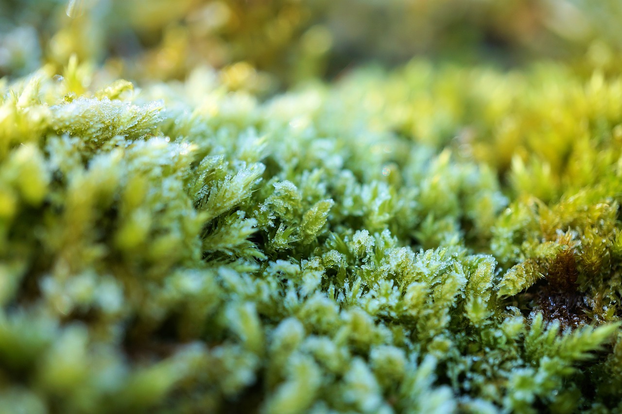 moss green nature free photo