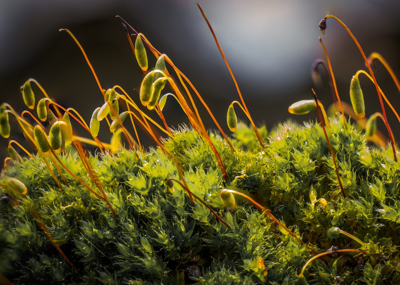 moss nature spring free photo