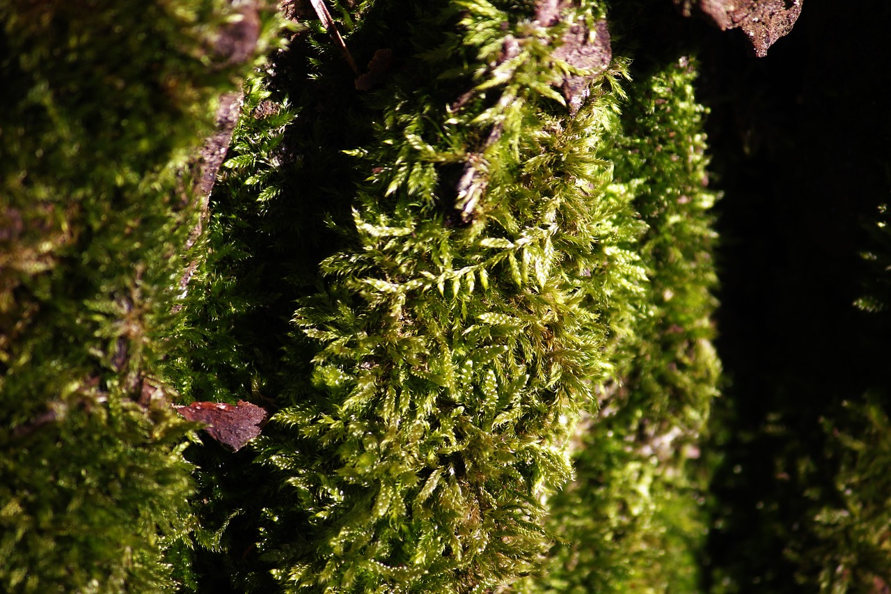 moss plant nature free photo