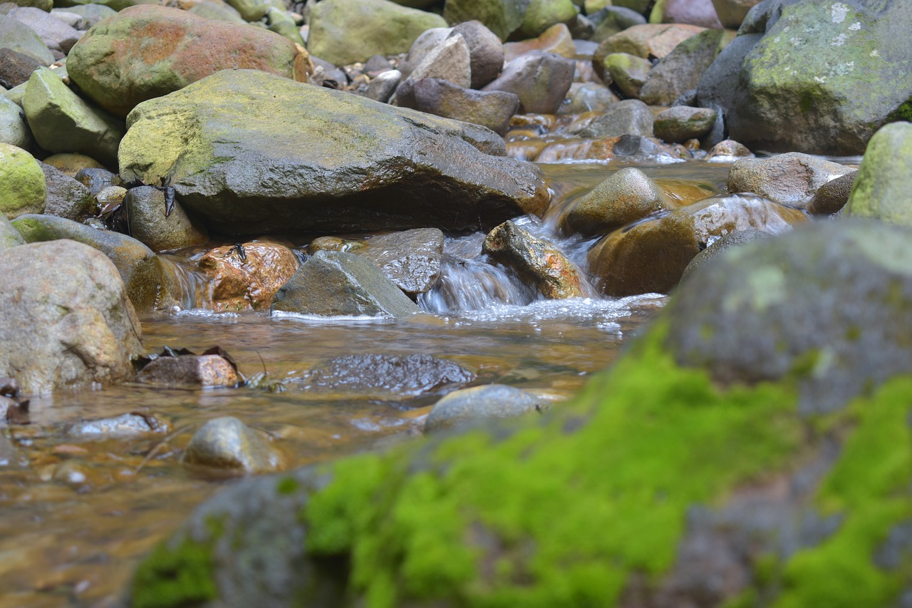 moss creek stream free photo