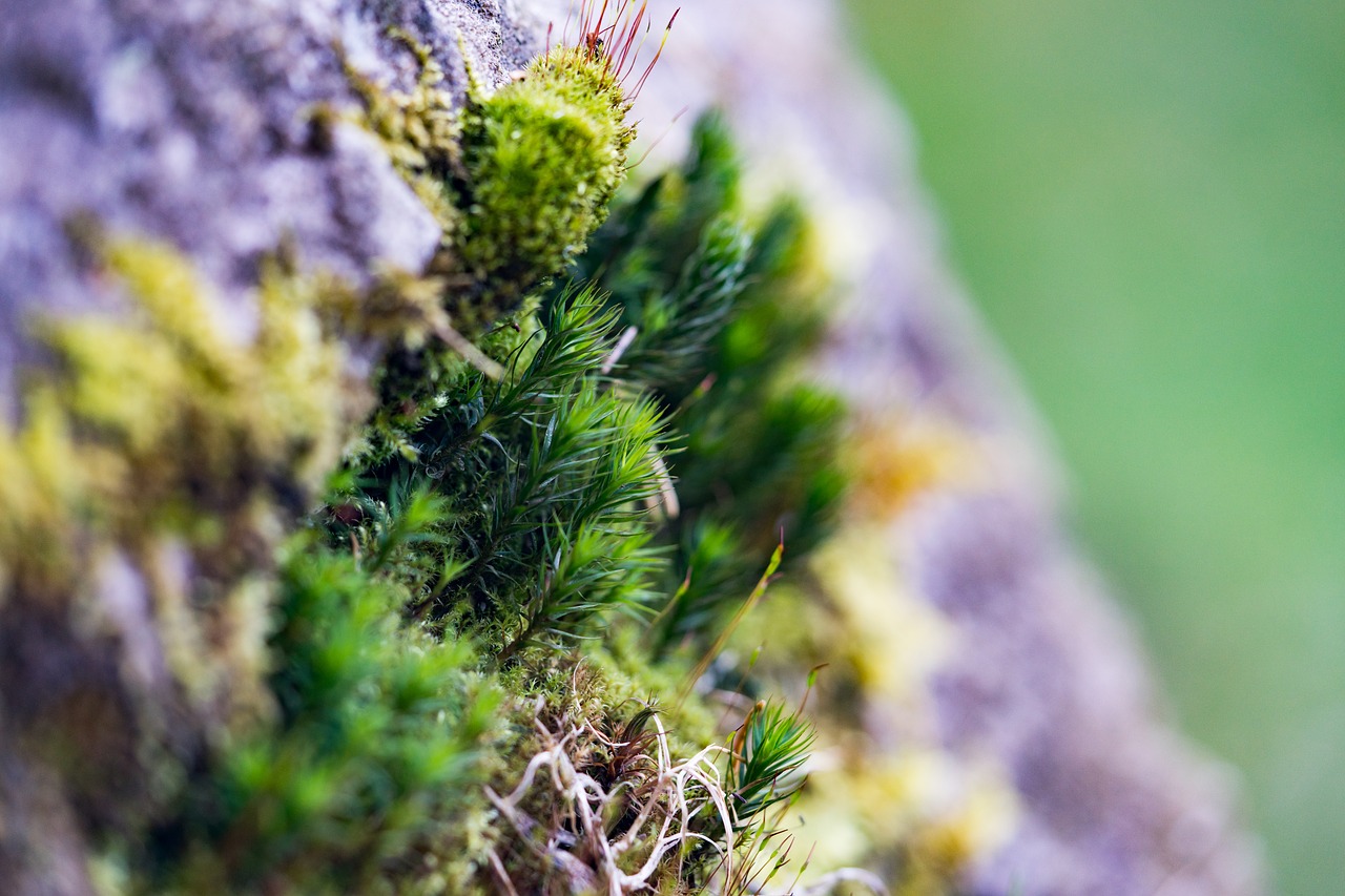 moss  macro free pictures free photo