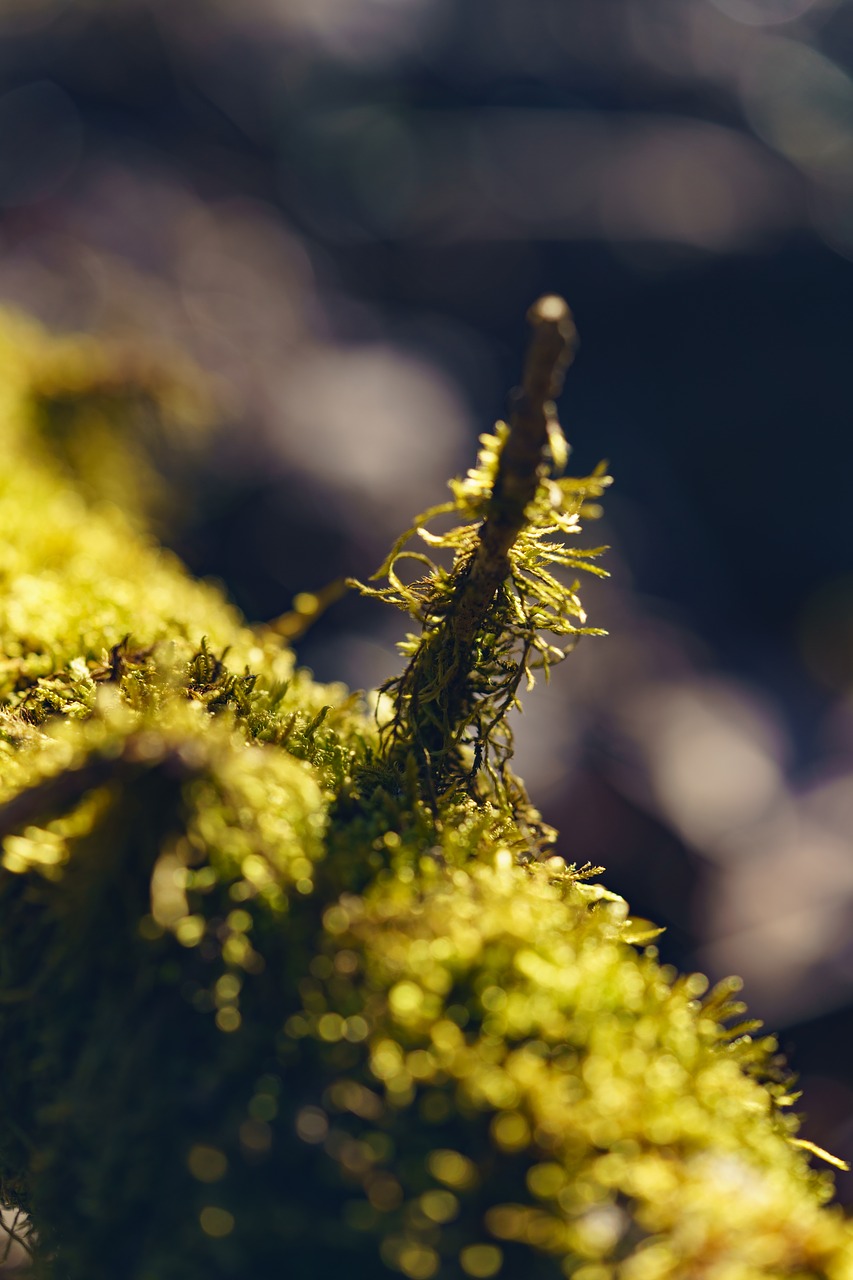 moss  log  overgrown free photo