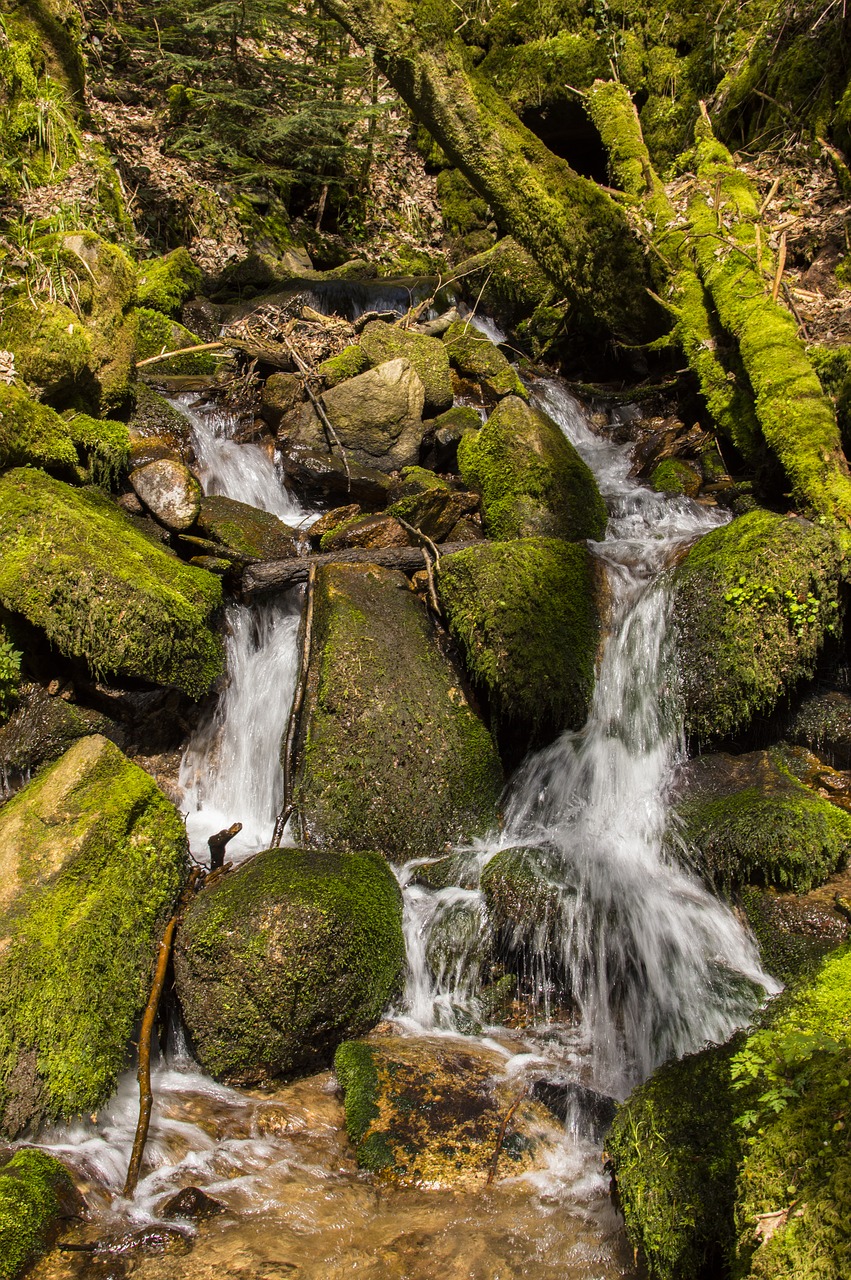 moss  nature  waters free photo