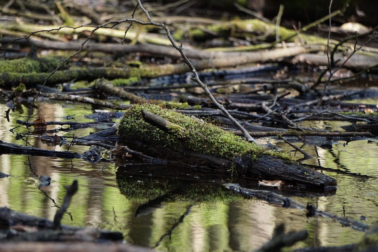 Мох в воде. Мох + вода = болото. Мох под водой в лесу. Мох под водой весной.