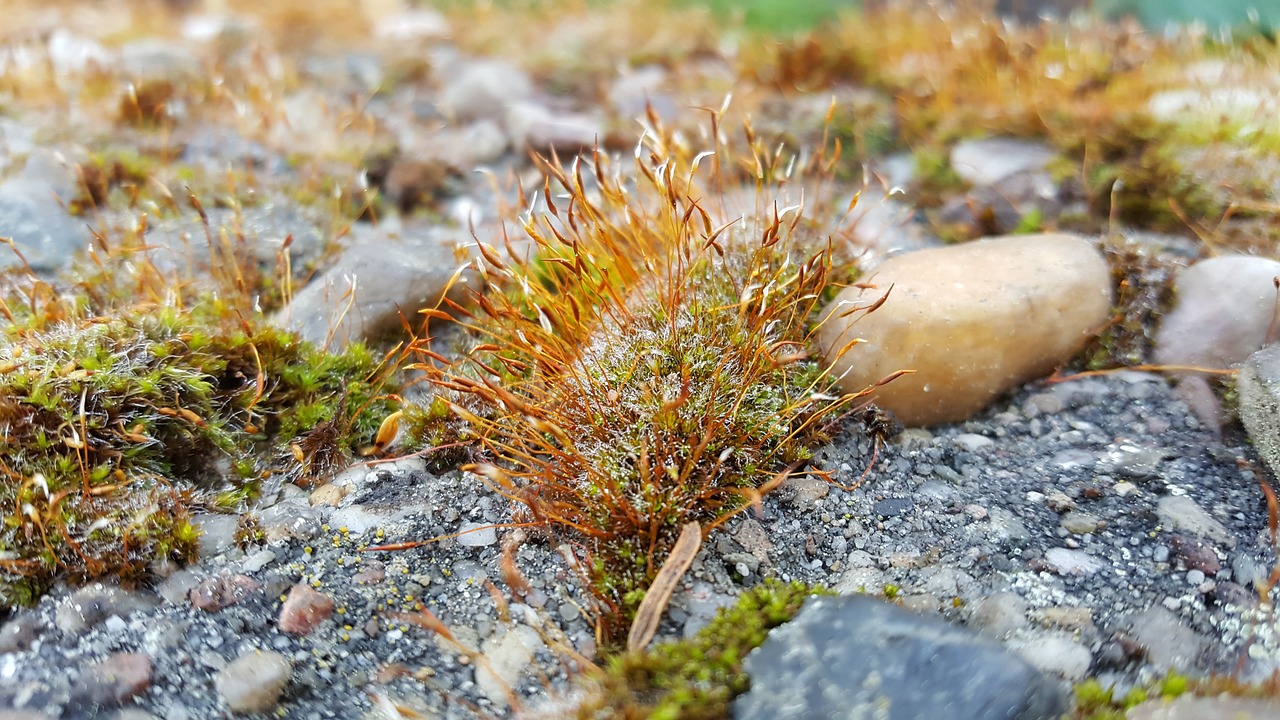 moss  stones  nature free photo