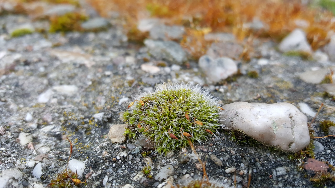 moss  stones  nature free photo