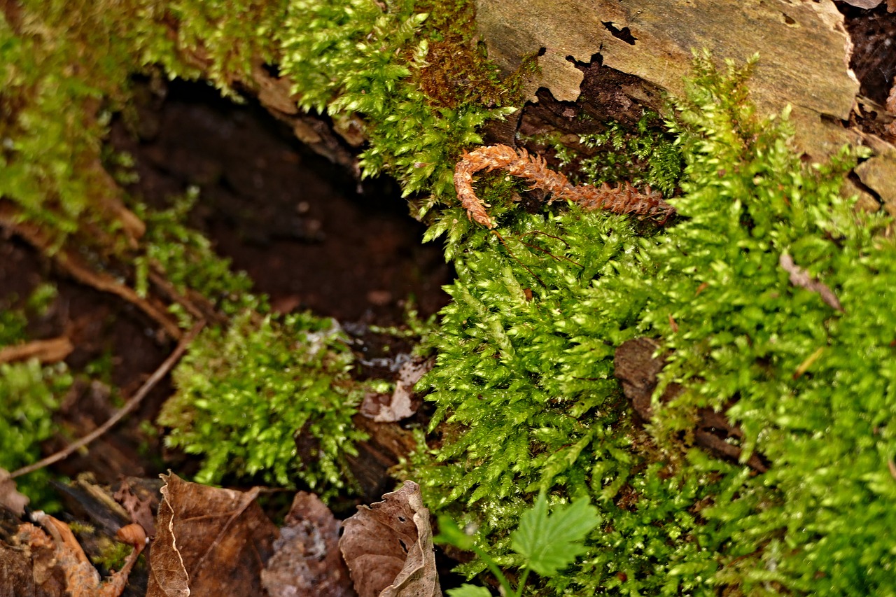 moss  green  macro free photo