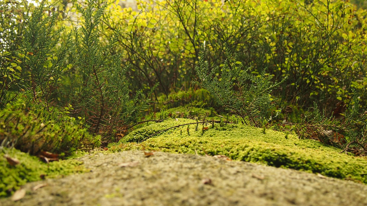 moss forest floor vegetation free photo