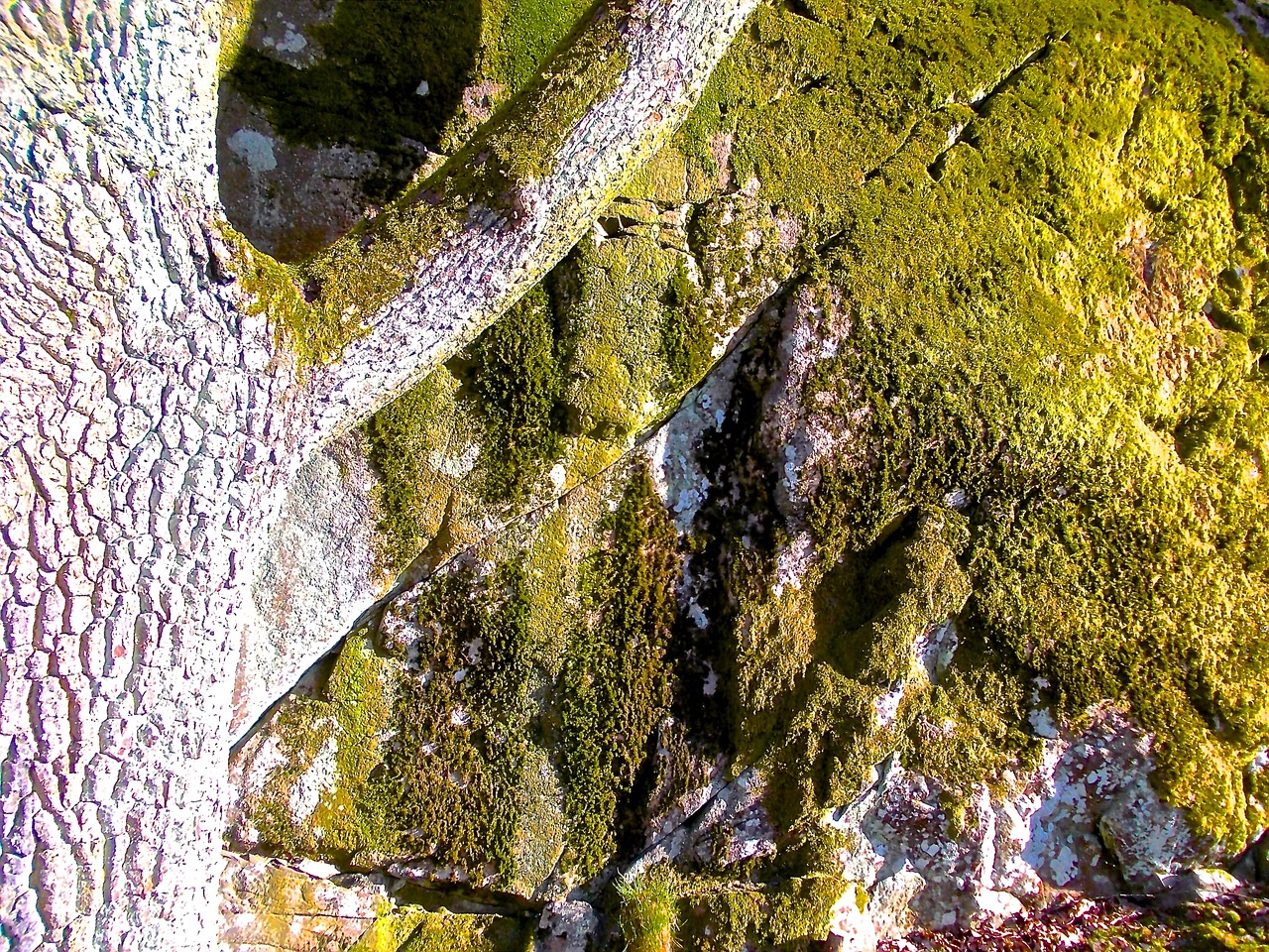 moss stone tree free photo