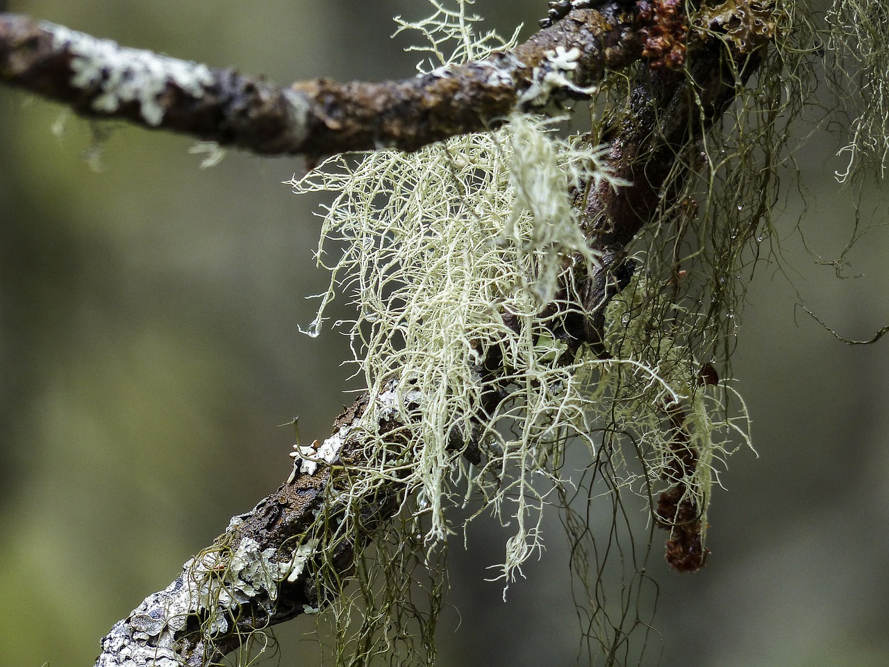 moss tree branch free photo