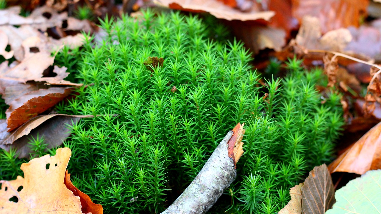 moss  forest  autumn free photo