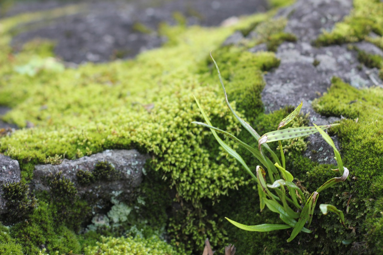 moss rock grass free photo