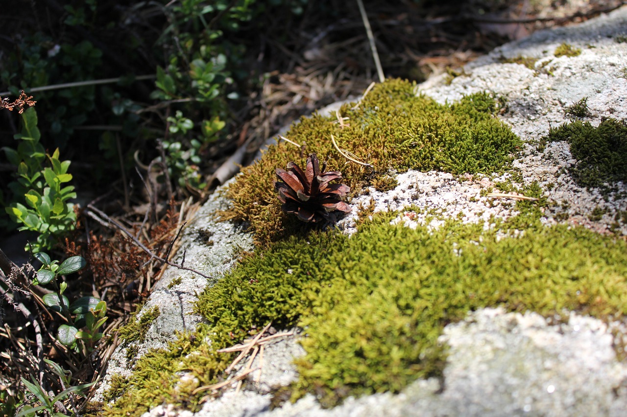 moss forest floor nature free photo