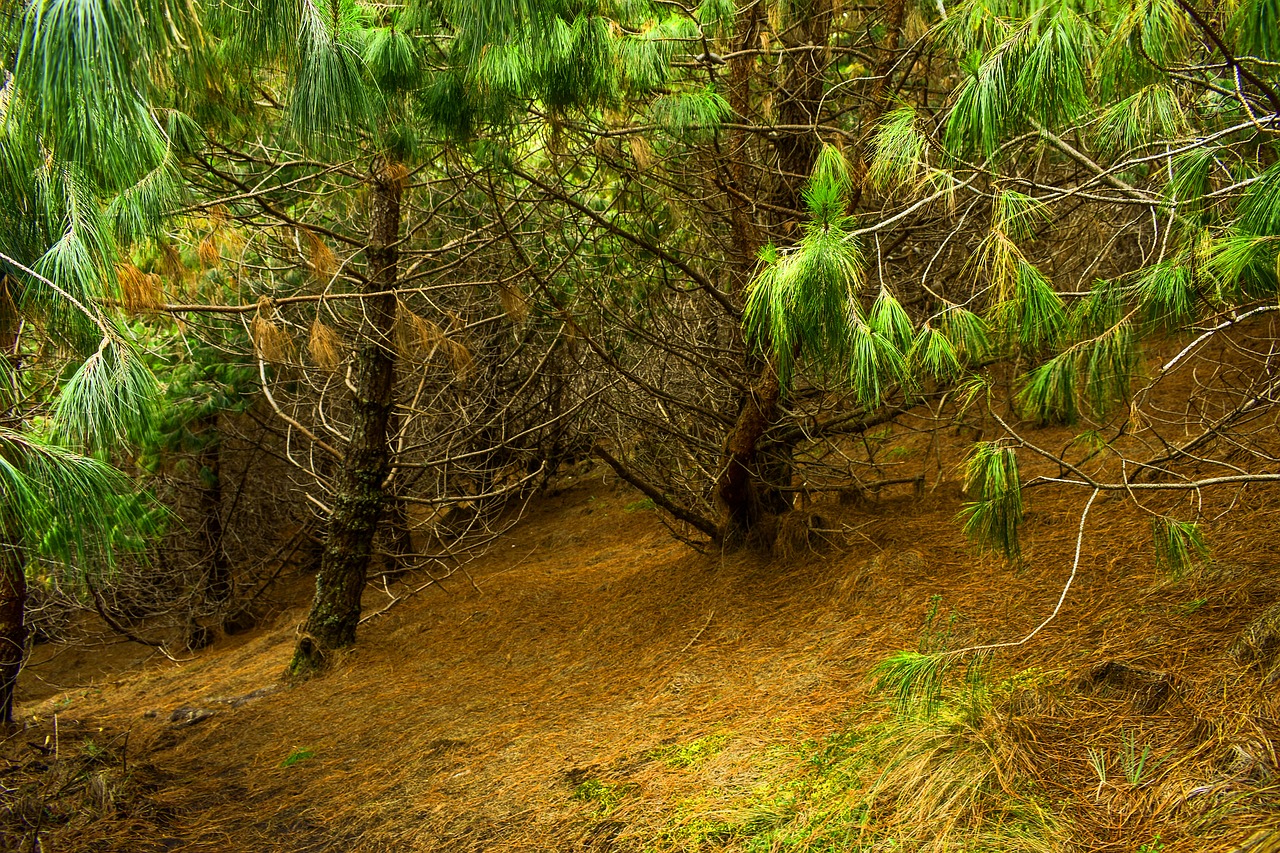 moss  stone  landscape free photo