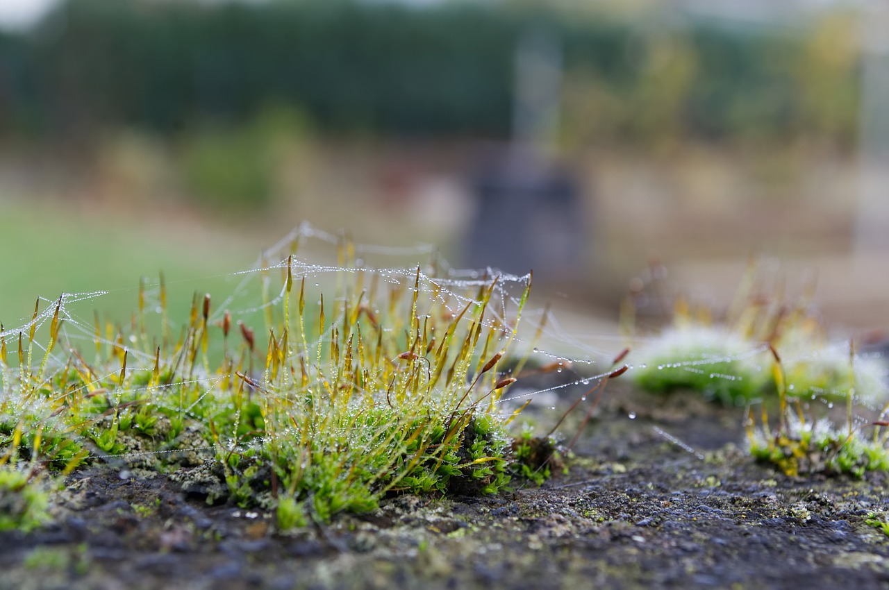 moss  drop of water  cobweb free photo