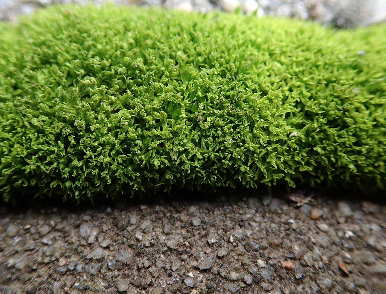 moss  path  nature free photo