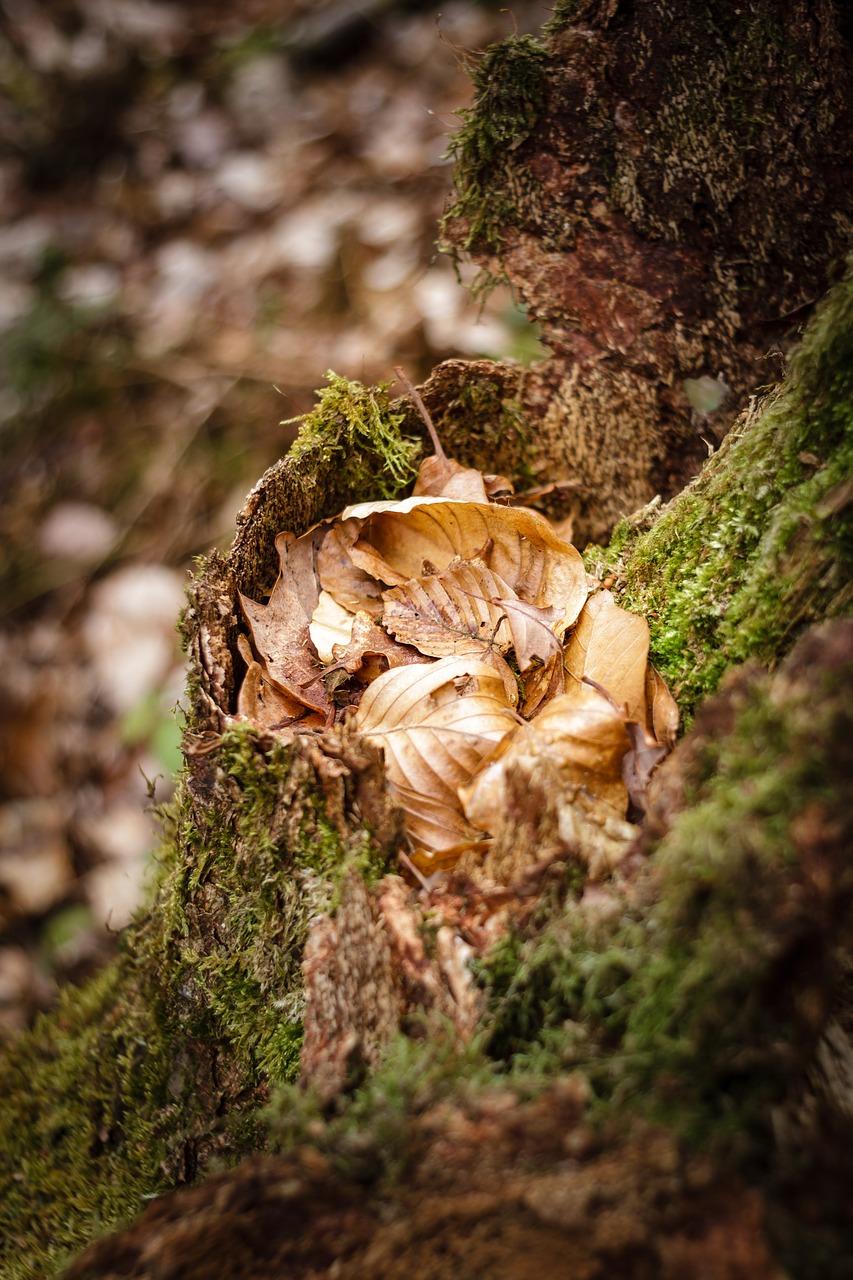 moss  nature  forest free photo