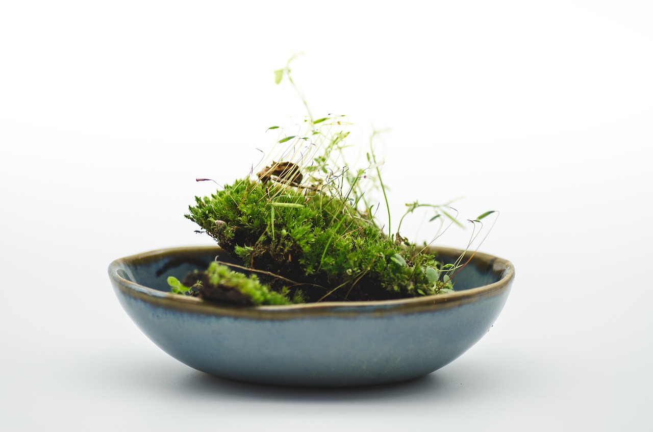 moss  green  bowl free photo