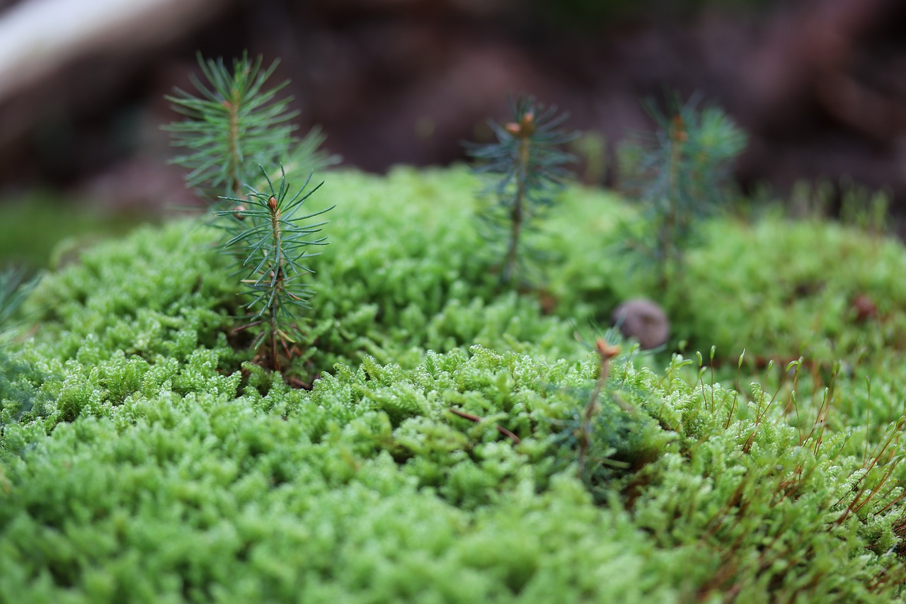 moss  forest  nature free photo