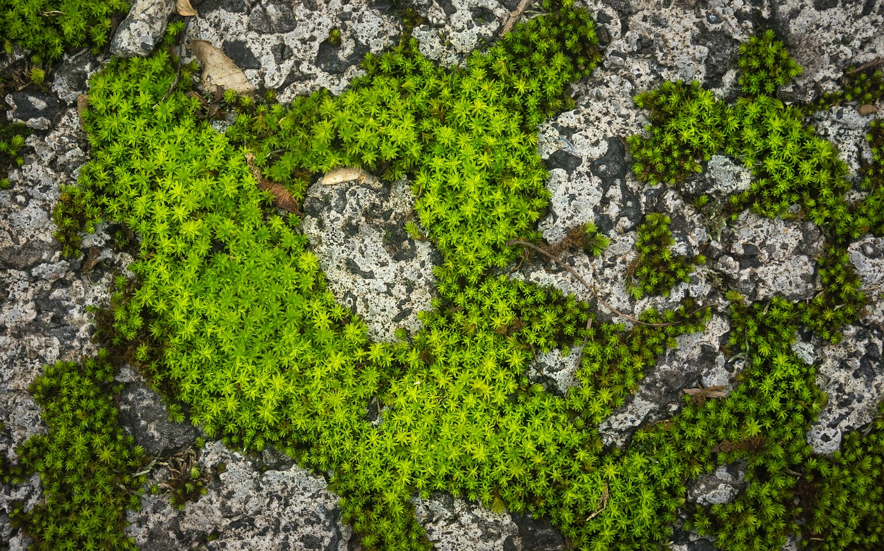 moss  stone  nature free photo