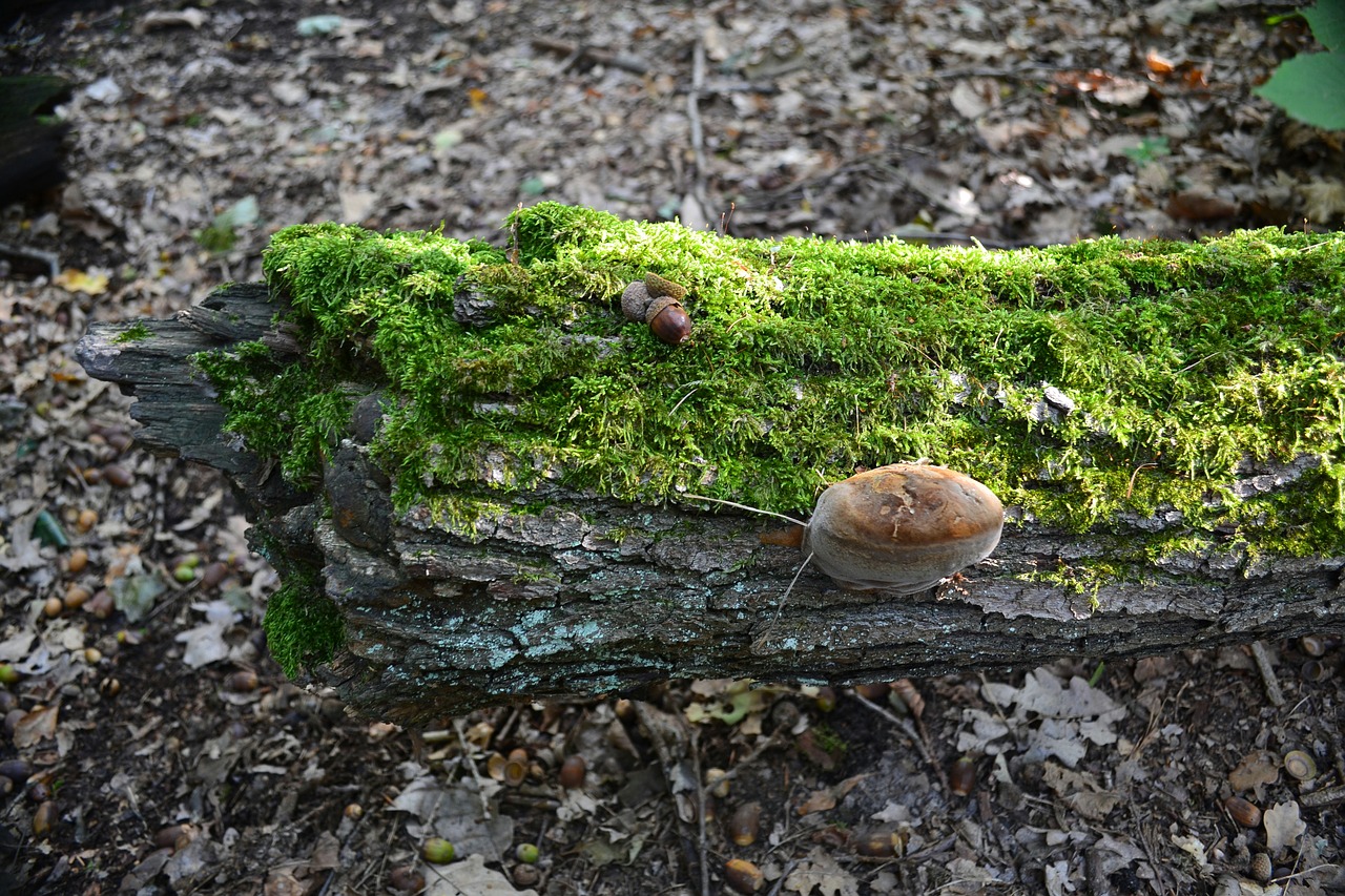 moss  autumn  forest free photo