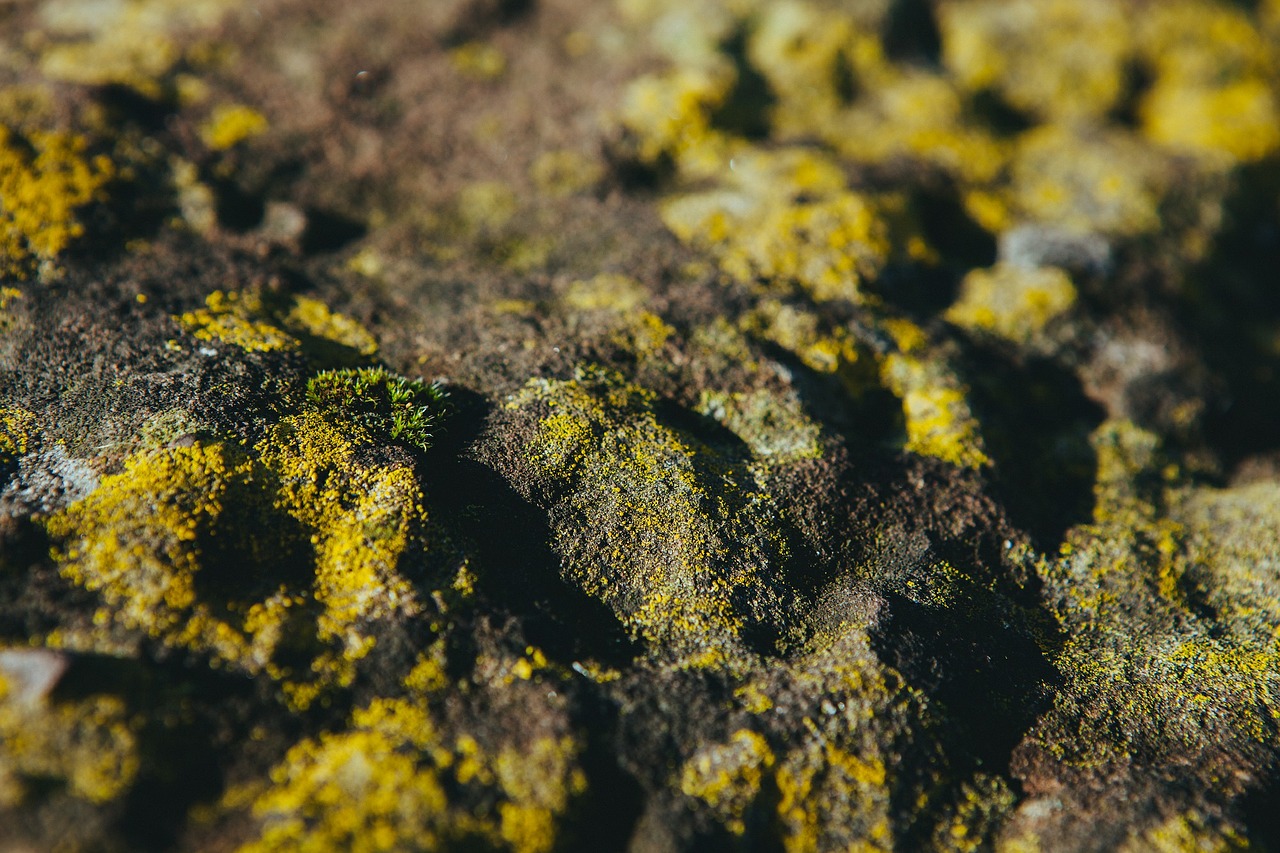 moss lichen plant free photo