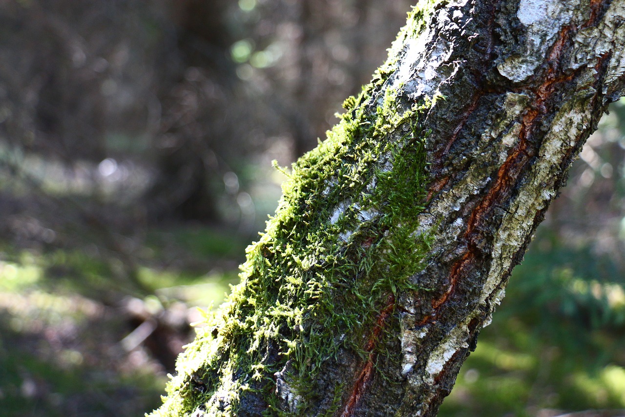 moss  tree  birch free photo