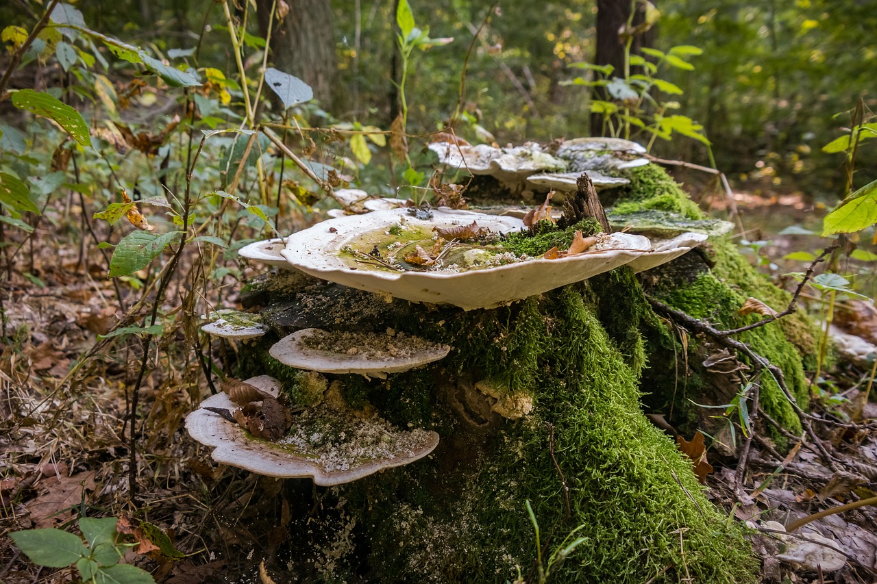 moss  mushroom  stump free photo