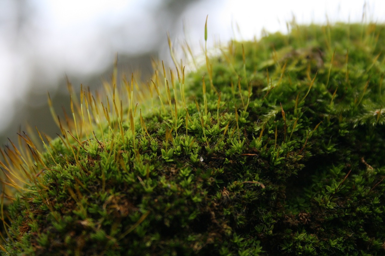 moss macro green free photo