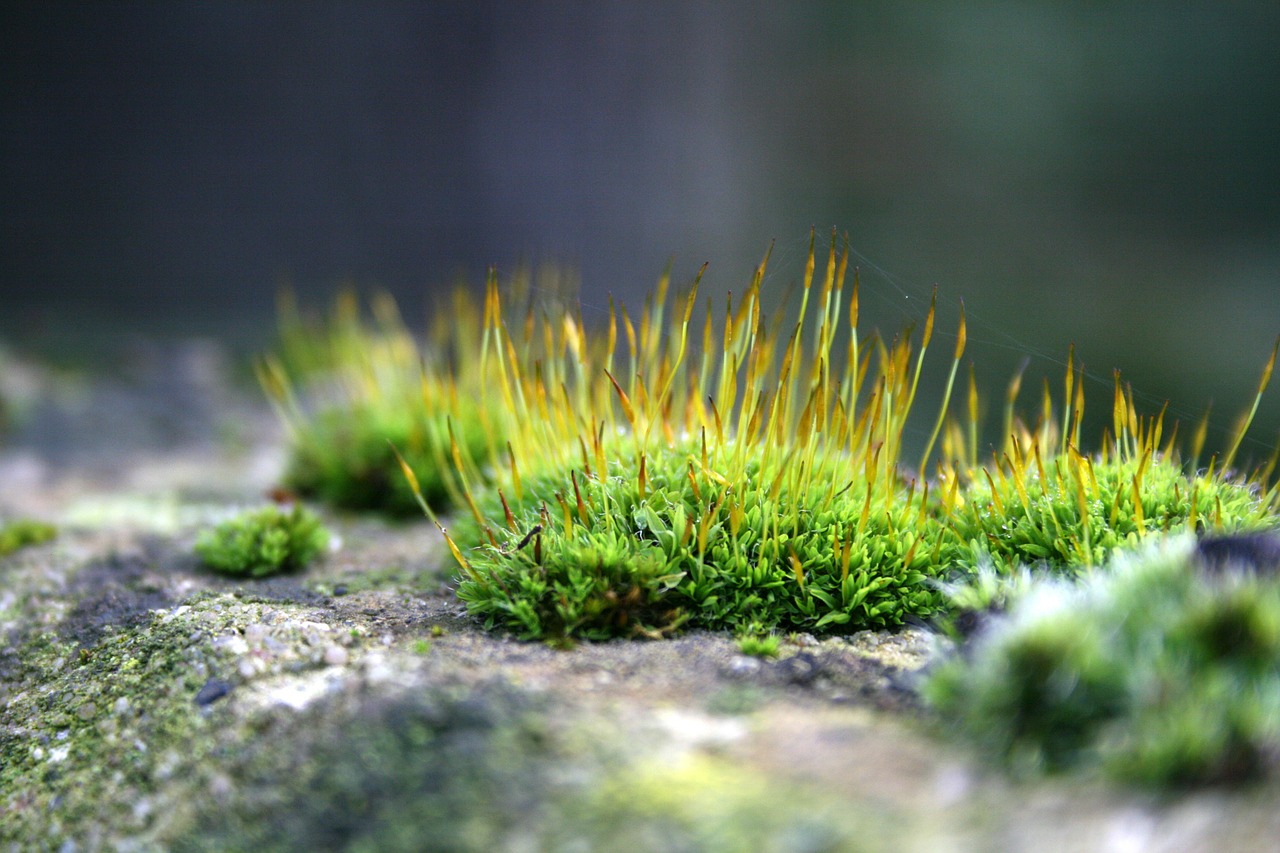 moss macro stone free photo