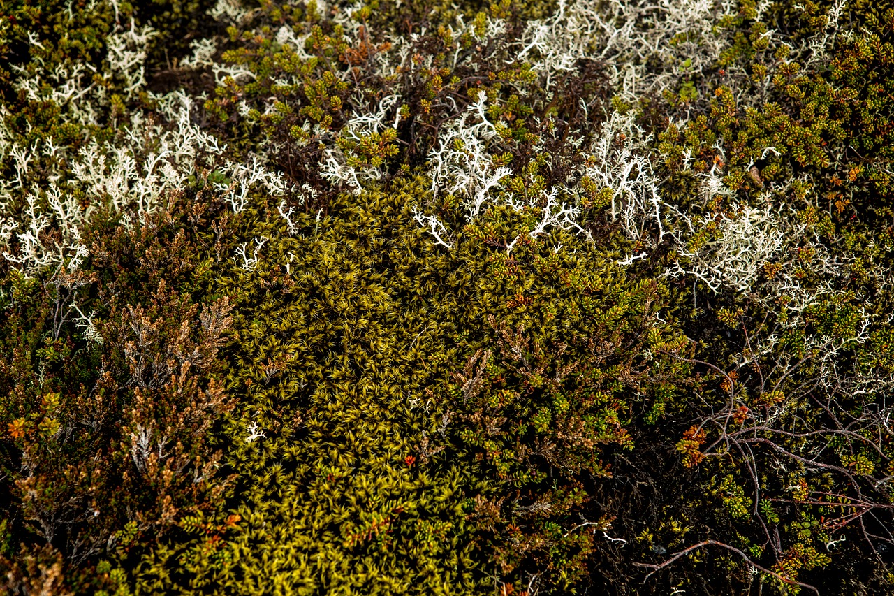 moss  dry grass  nature free photo