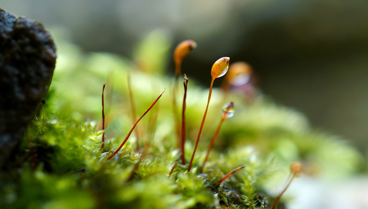 moss  nature  macro free photo