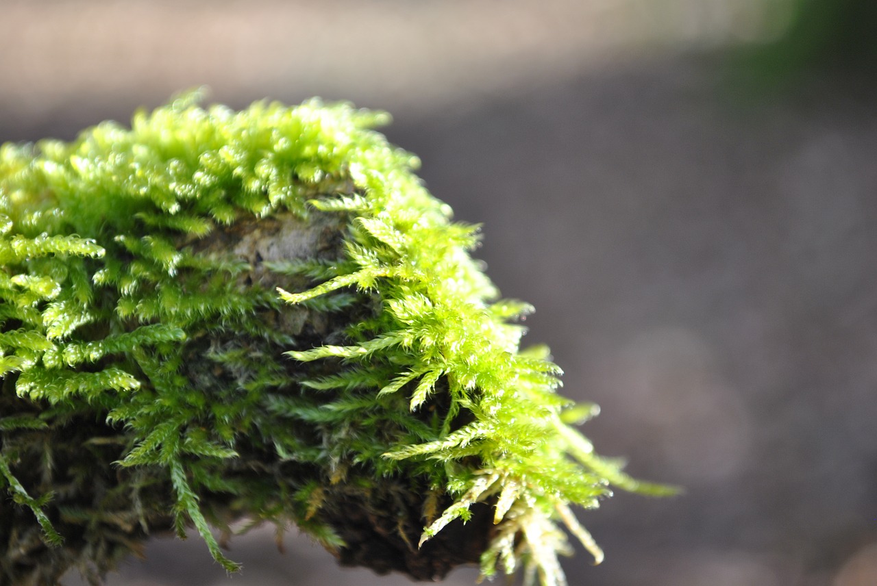 moss  wild growth  tribe free photo