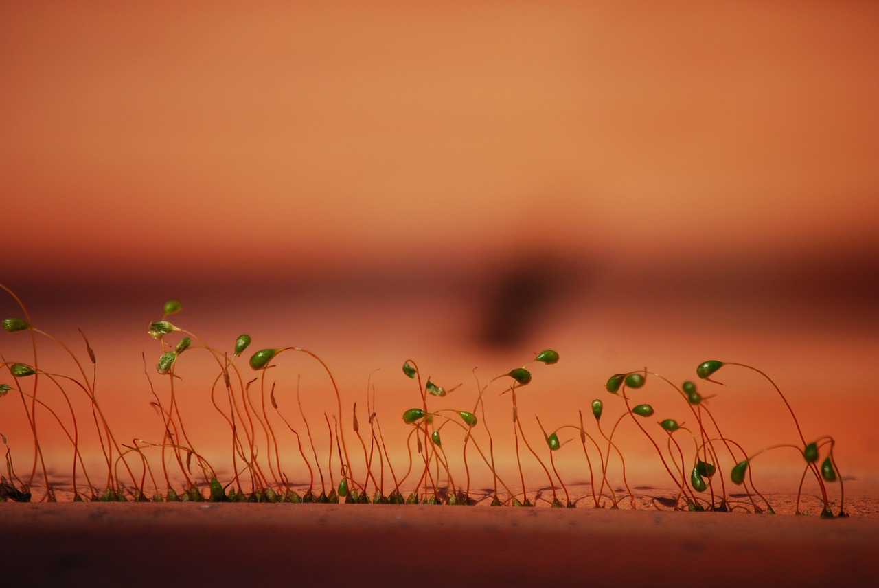 moss  plants  background free photo