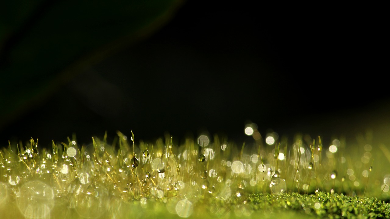 moss  dew  green free photo