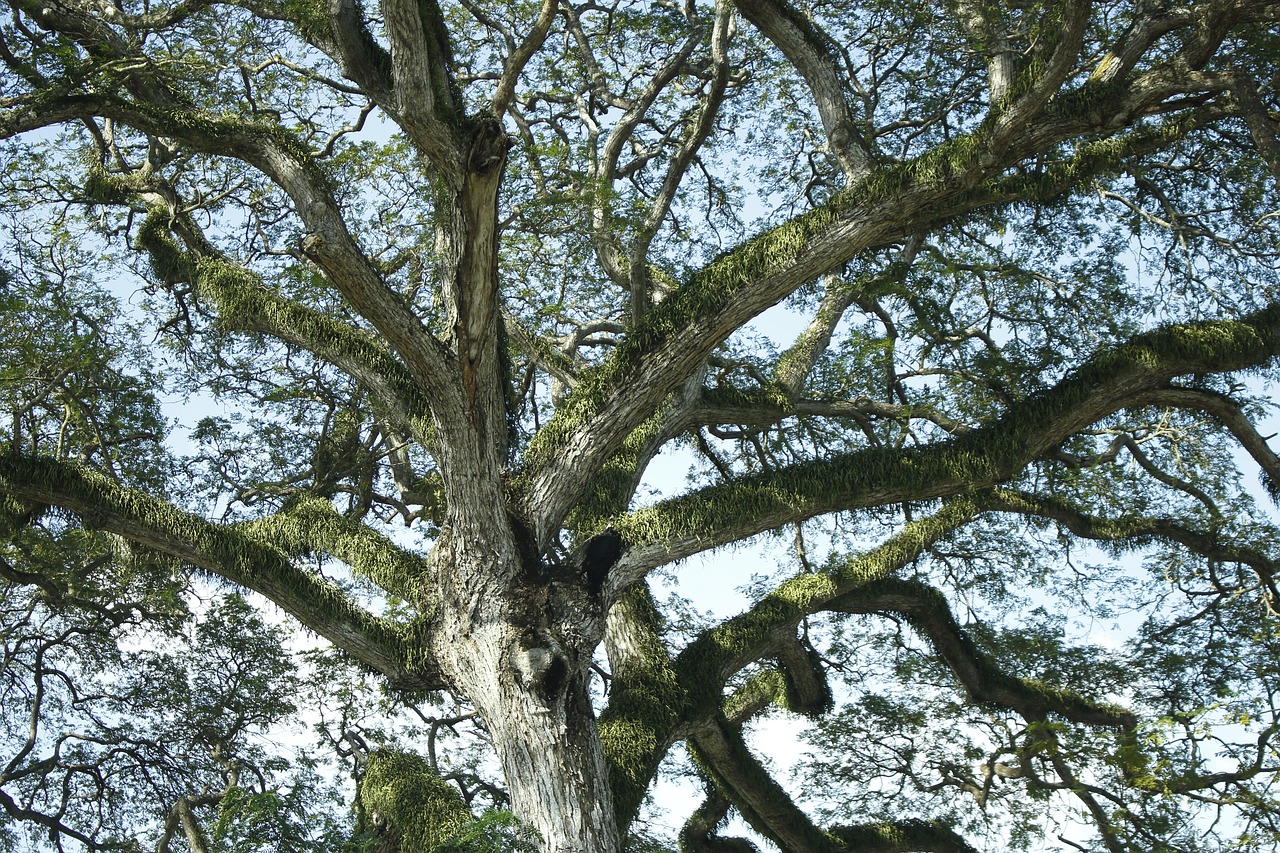 moss  background  ancient tree free photo