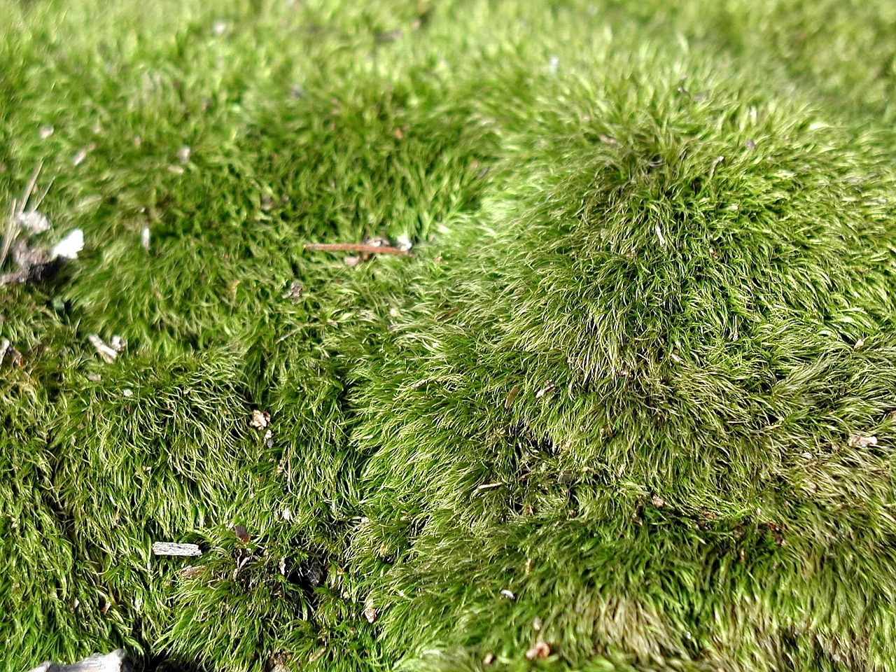 moss grass landscapes free photo