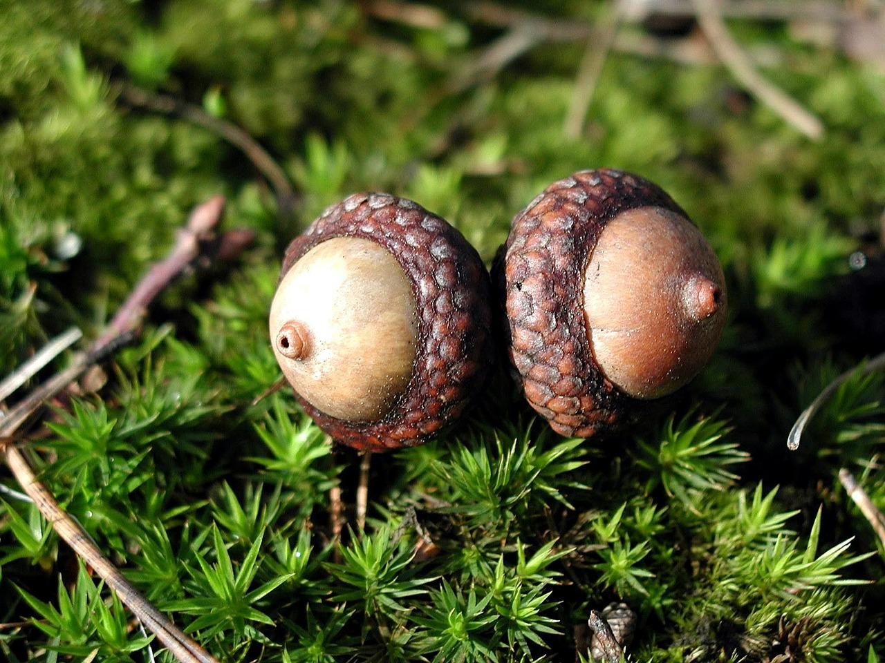 moss acorns two free photo
