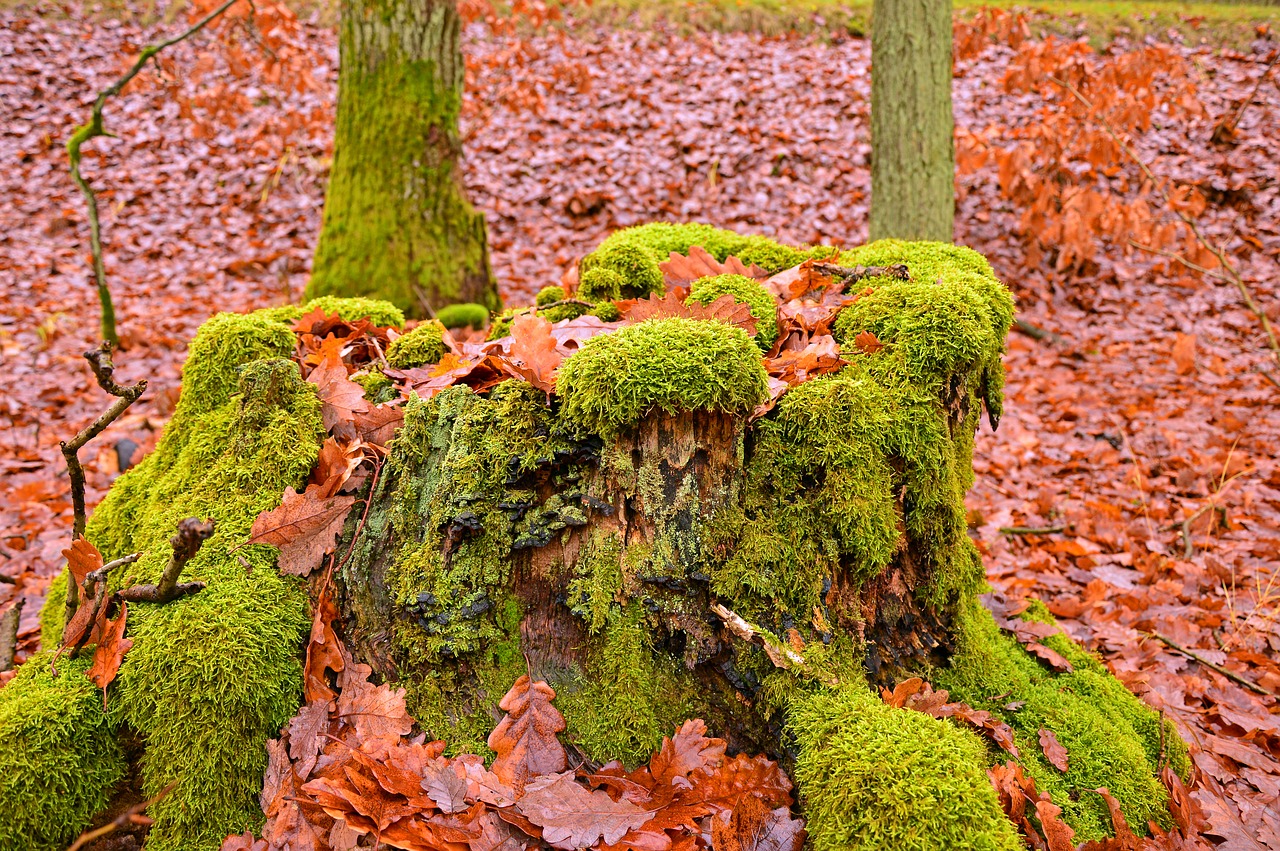 moss  log  forest free photo