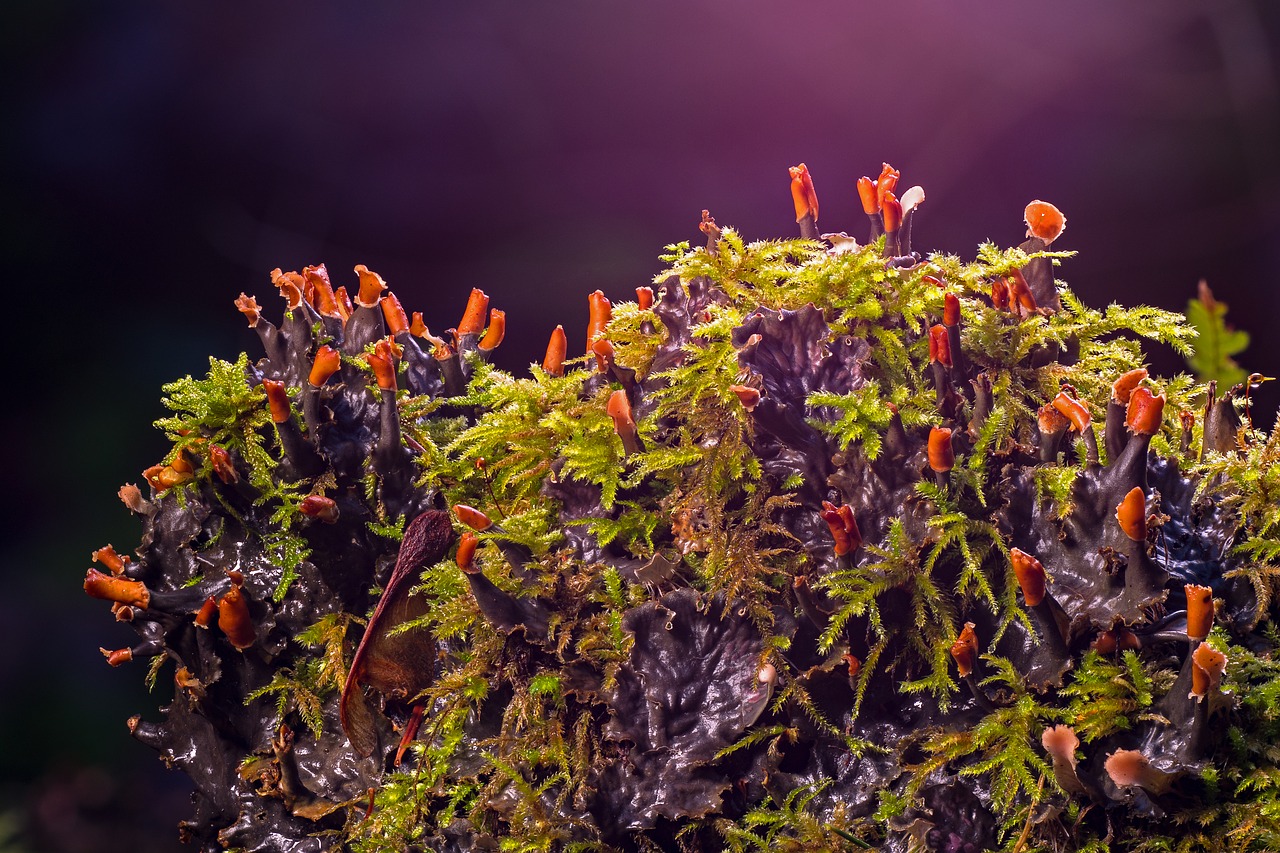 moss  mushroom  weave free photo