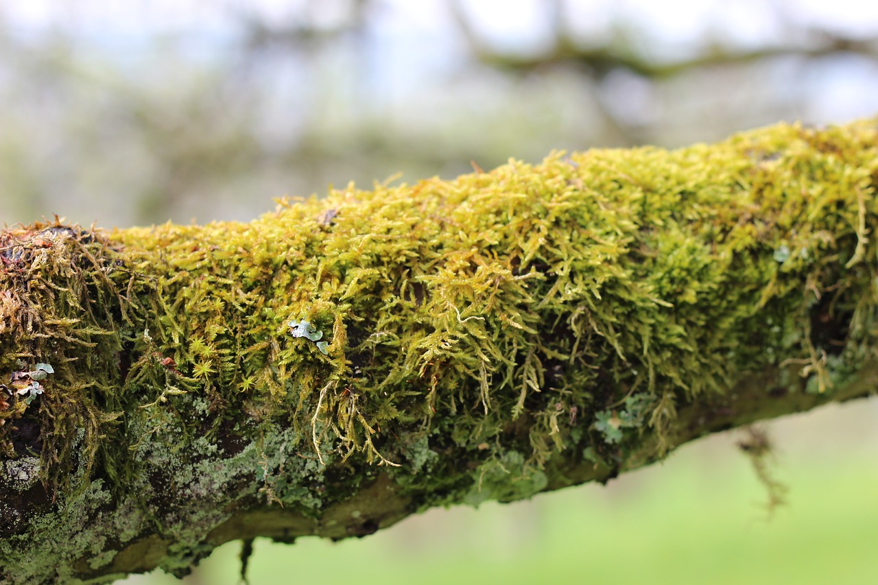 moss  branch  nature free photo