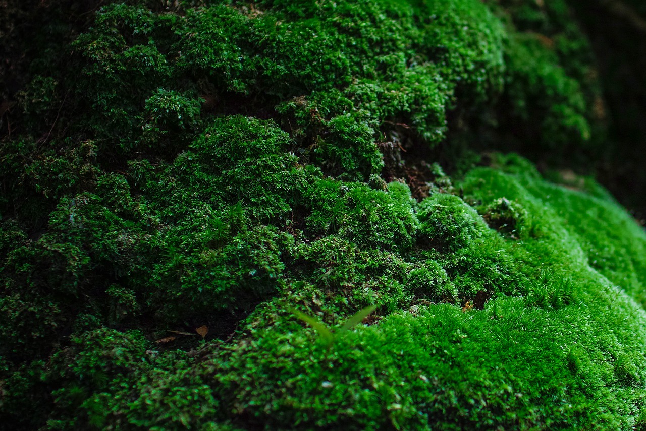 Moss, green, natural, stone, forest - free image from needpix.com